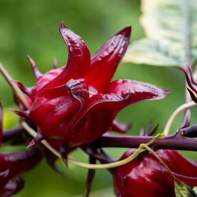 thumbnail for publication: Hibiscus sabdariffa Botany